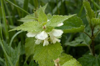 <i>Lamium album</i>