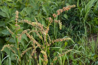 <i>Rumex acetosa</i>