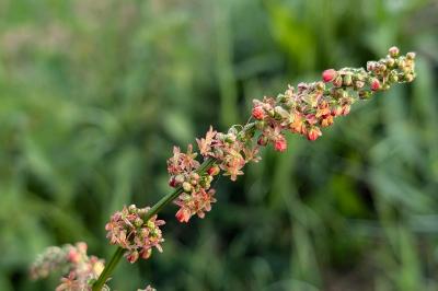 <i>Rumex acetosa</i>