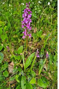 <i>Orchis mascula</i>