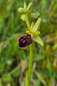 <i>Ophrys aranifera</i>