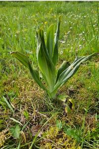 <i>Himantoglossum hircinum</i>