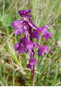 <i>Anacamptis morio</i>