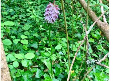 <i>Orchis purpurea</i>