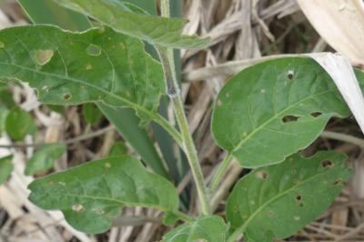 <i>Solanum dulcamara</i>