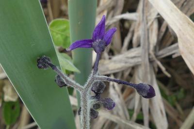 <i>Solanum dulcamara</i>