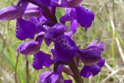 <i>Anacamptis morio</i>