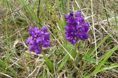<i>Anacamptis morio</i>