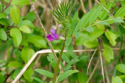 <i>Vicia sativa</i>