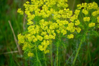 <i>Euphorbia cyparissias</i>