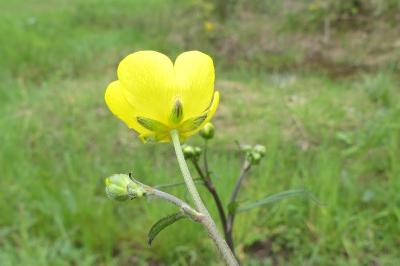 <i>Ranunculus acris</i>