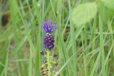 <i>Muscari comosum</i>