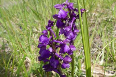 <i>Anacamptis morio</i>