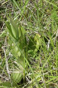 <i>Himantoglossum hircinum</i>