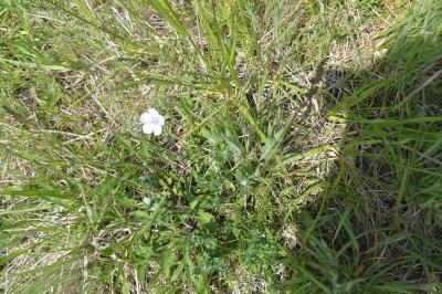 <i>Linum usitatissimum</i>