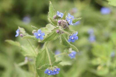<i>Pentaglottis sempervirens</i>