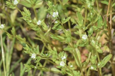 <i>Veronica peregrina</i>