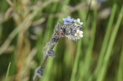 <i>Myosotis dubia</i>