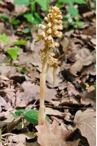 <i>Neottia nidus-avis</i>