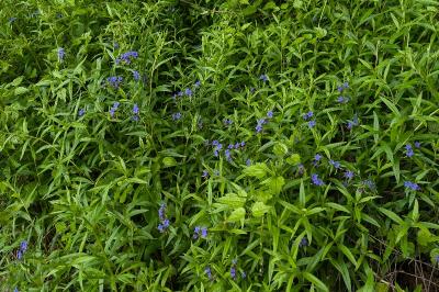 <i>Aegonychon purpurocaeruleum</i>