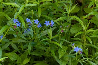 <i>Aegonychon purpurocaeruleum</i>
