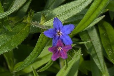 <i>Aegonychon purpurocaeruleum</i>