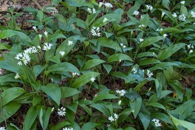 <i>Allium ursinum</i>