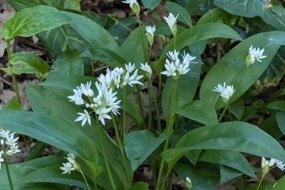 <i>Allium ursinum</i>