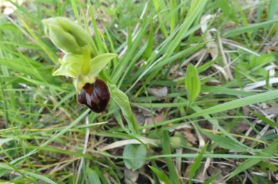 <i>Ophrys aranifera</i>
