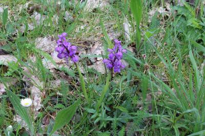 <i>Anacamptis morio</i>