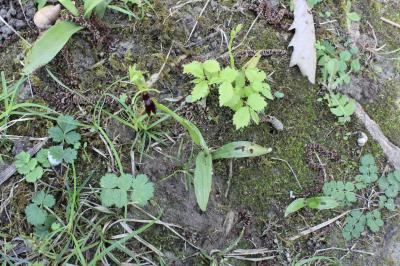 <i>Ophrys insectifera</i>