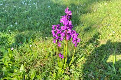 <i>Anacamptis morio</i>