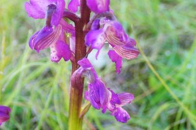 <i>Anacamptis morio</i>