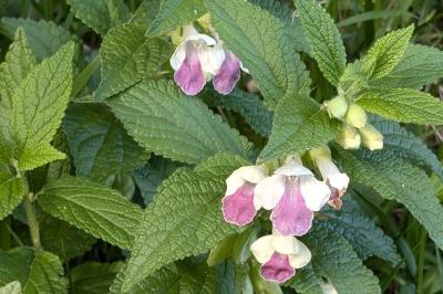 <i>Melittis melissophyllum</i>