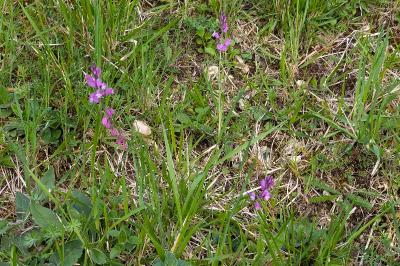 <i>Polygala vulgaris</i>