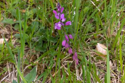 <i>Polygala vulgaris</i>