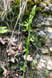 <i>Ophrys insectifera</i>