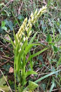 <i>Cephalanthera longifolia</i>