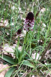 <i>Neotinea ustulata</i>
