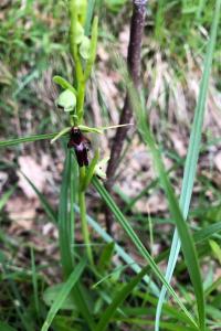 <i>Ophrys insectifera</i>
