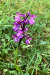<i>Anacamptis morio</i>