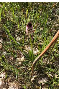 <i>Neotinea ustulata</i>