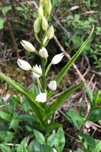<i>Cephalanthera longifolia</i>