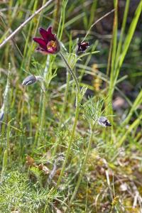 <i>Pulsatilla vulgaris</i>