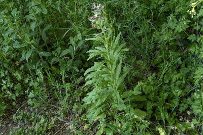 <i>Cynoglossum officinale</i>