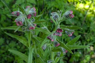 <i>Cynoglossum officinale</i>
