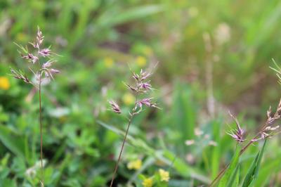 <i>Poa bulbosa</i>