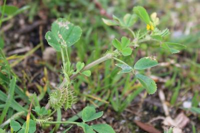 <i>Medicago polymorpha</i>