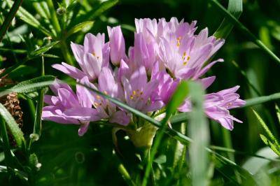 <i>Allium roseum</i>