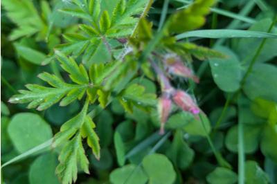 <i>Geranium robertianum</i>